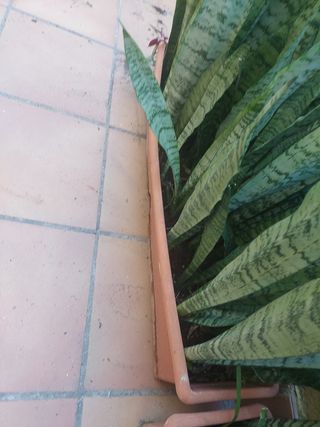 Tres plantones  de SANSEVIERIA O Lengua de suegra