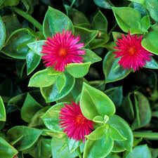 Plantas de Aptenia Cordifolia