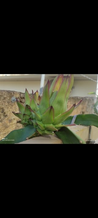 4 piante pitaya dragon fruit  diverse varietà