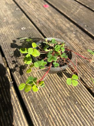 Plantas de fresas silvestres