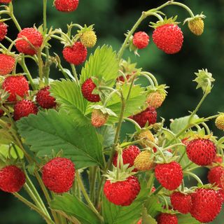 Plantas de fresas silvestres