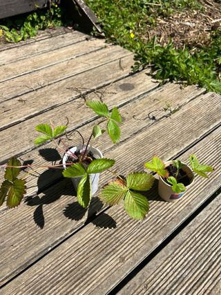 Plantas de fresas silvestres