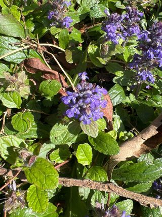 Plantas de Ajuga reptans