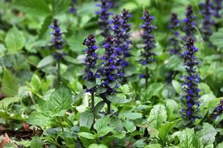 Plantas de Ajuga reptans