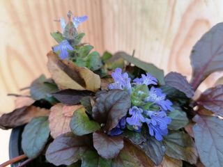Plantas de Ajuga reptans