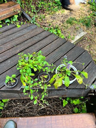 Plantas de Ajuga reptans