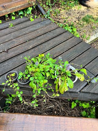 Plantas de Ajuga reptans