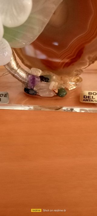 Bonsai del Cairo auténtico