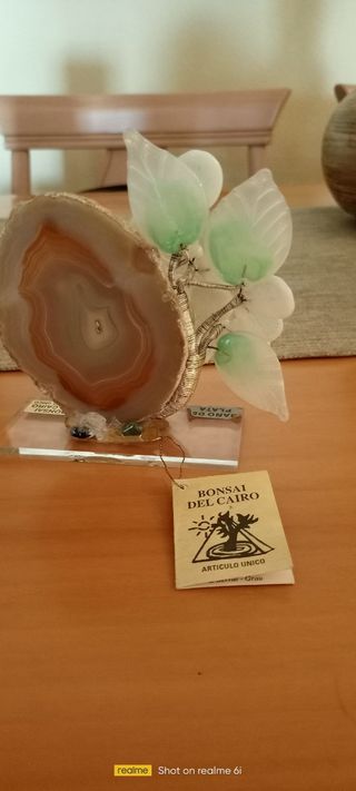 Bonsai del Cairo auténtico