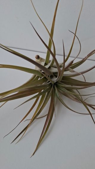 Tillandsia