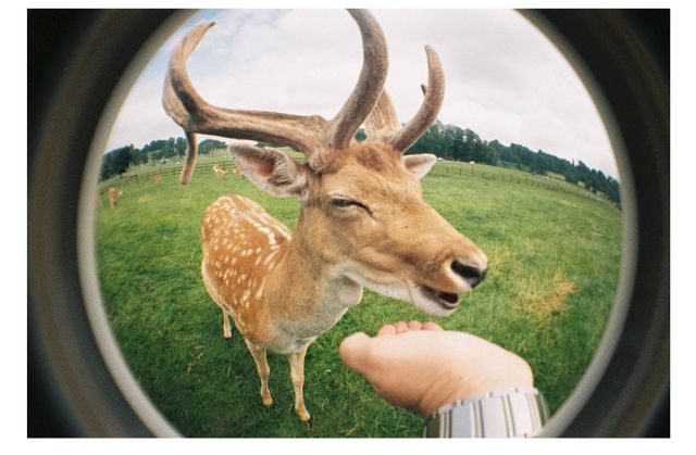 Cámara analógica "Lomography" fish eye