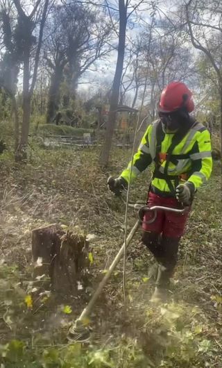 Limpieza de parcelas 