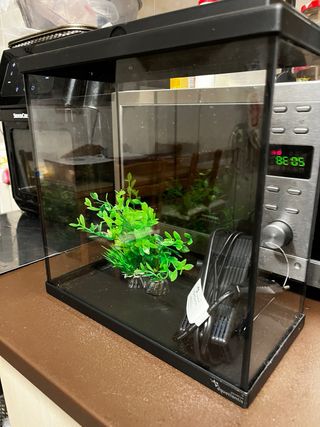 acuario con filtro y planta