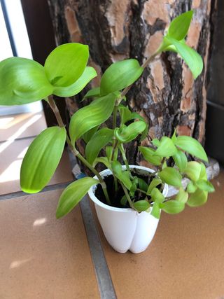 Planta tradescantia verde M9