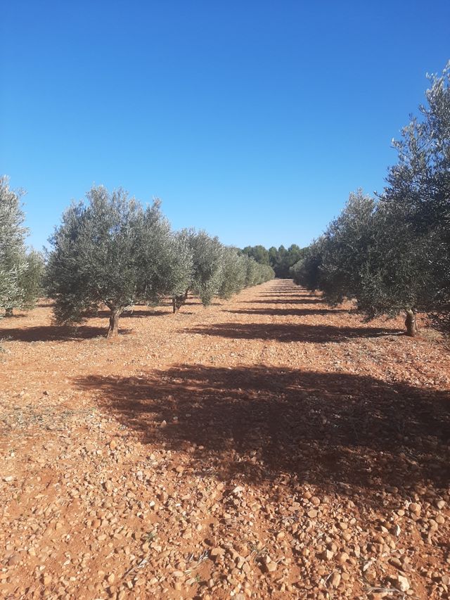 OLIVAR EN VENTA