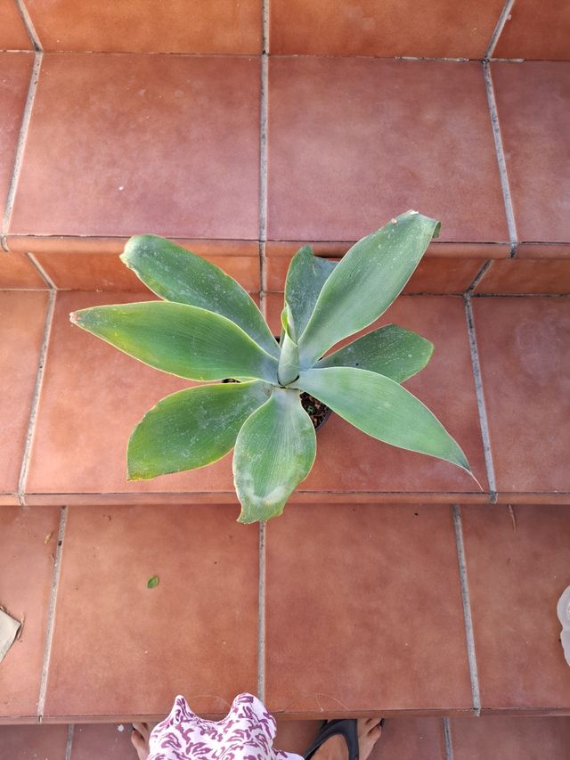 Agabe Cuello de Cisne