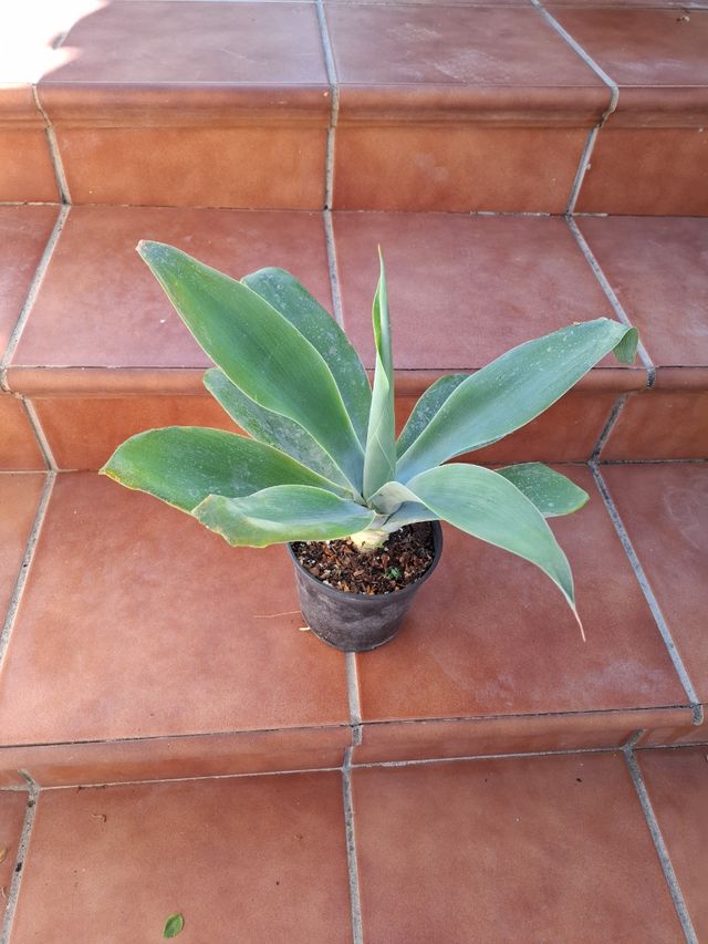 Agabe Cuello de Cisne