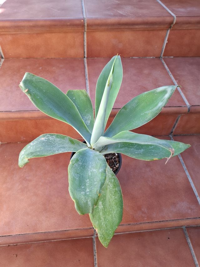 Agabe Cuello de Cisne