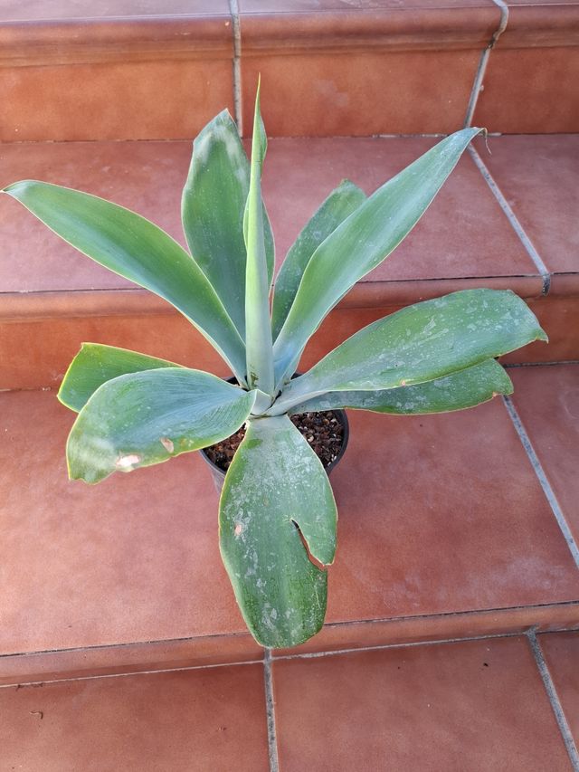 Agabe Cuello de Cisne