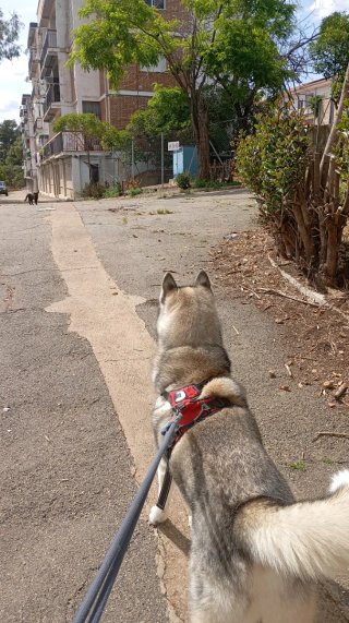 Paseador de perros