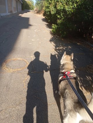 Paseador de perros