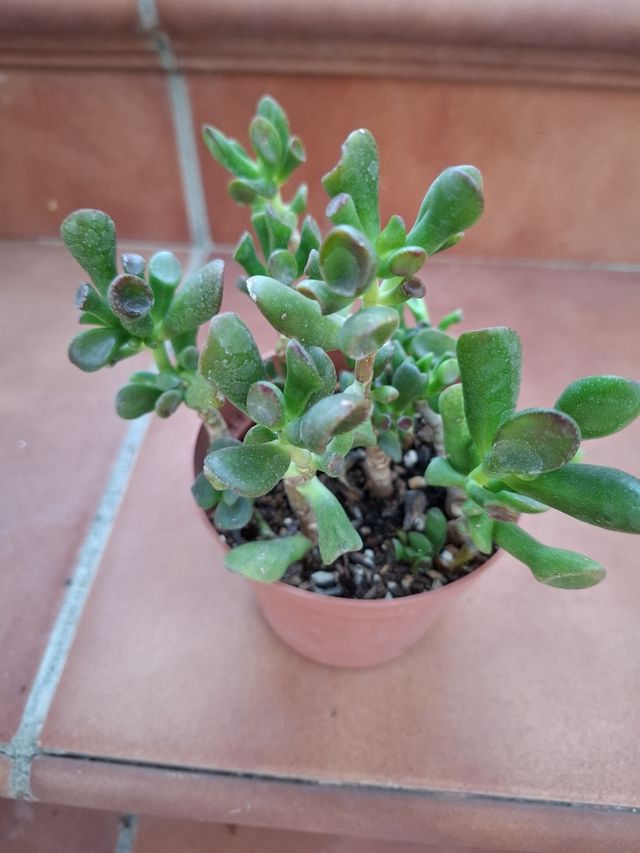 Crassula Ovata Gollum