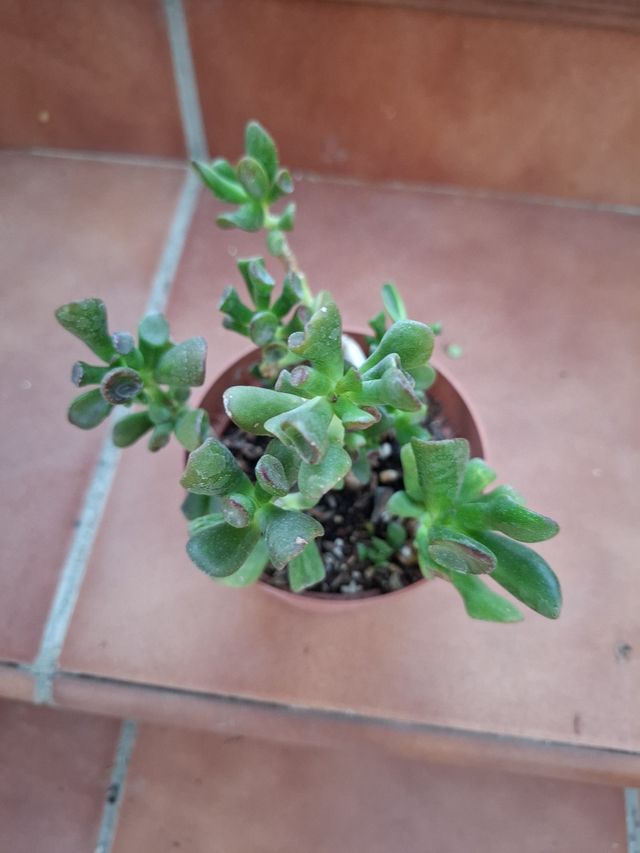 Crassula Ovata Gollum