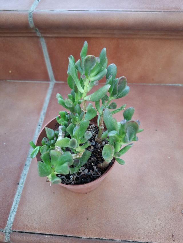 Crassula Ovata Gollum