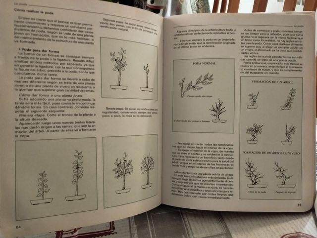 Guía para el cuidado del Bonsai. Consejos prácticos