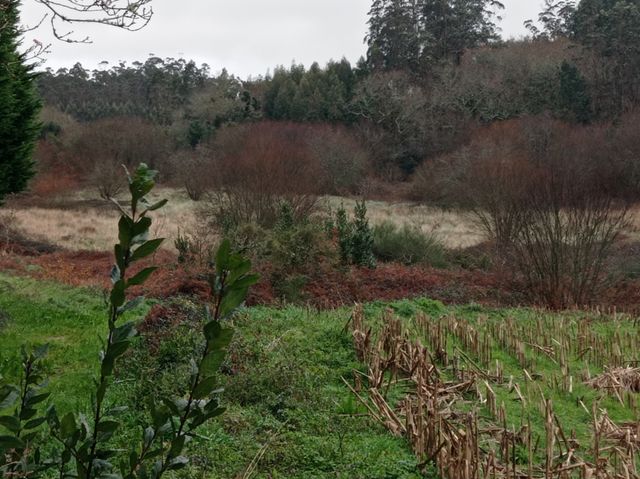 Terreno rustico alquiler