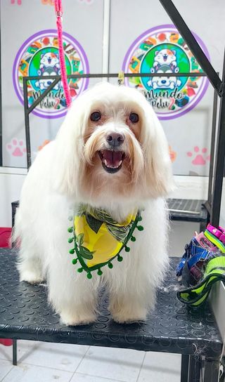 Peluquero canino y paseador a canino a domicilio