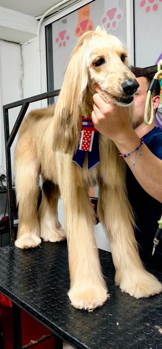 Peluquero canino y paseador a canino a domicilio
