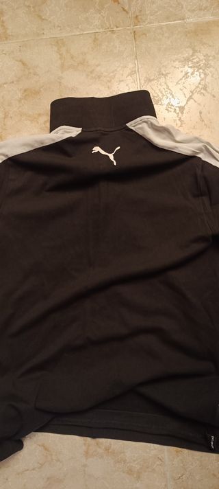 Puma polo