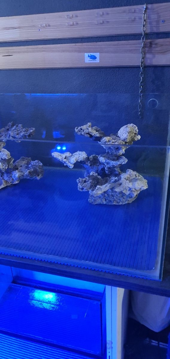 Coralero más roca viva aquascaping....