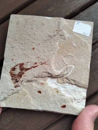 Fósil de pez por ambas caras de la pieza.