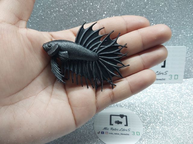 Betta Cola de Corona 