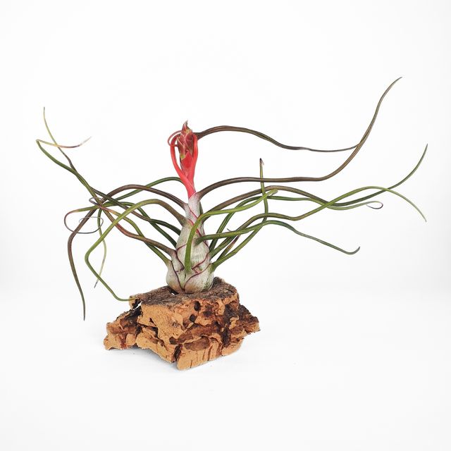 Tillandsia Bulbosa Tamaño L