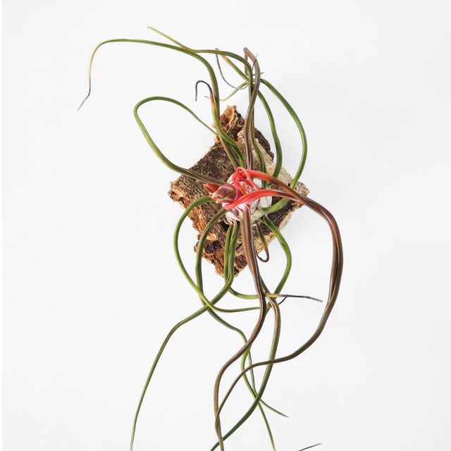 Tillandsia Bulbosa Tamaño L