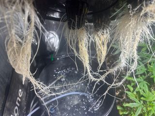 CULTIVO HIDROPONICO INDOOR GROW HIDROPONIA PACK