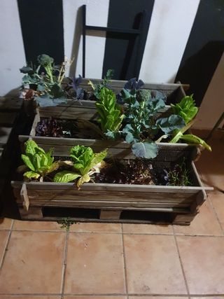 Huerto urbano kit de autocultivo