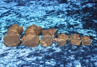 Escala 6 pesas ponderales Buda Hotei Birmania XIX