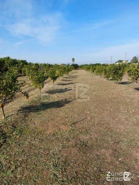 Finca Rustica o Campo en Algemesí