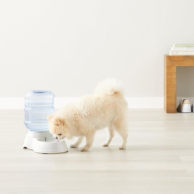 Dispensador de agua para mascotas