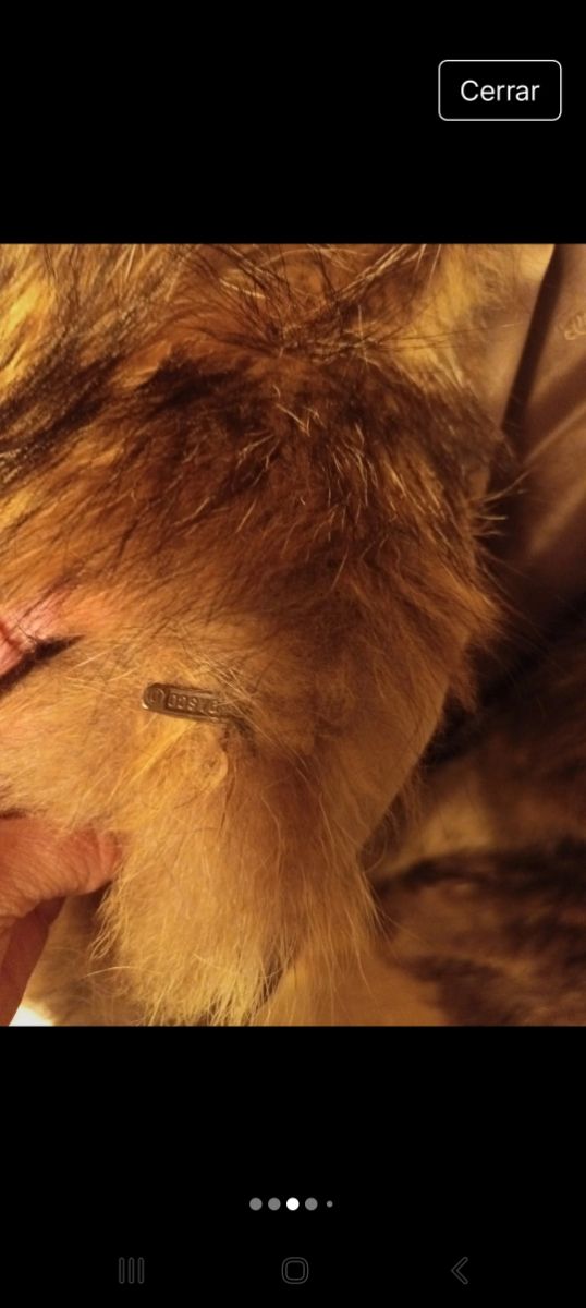 Chaquetón de piel de zorro