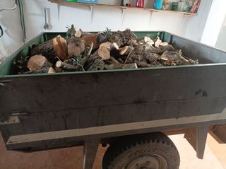 se vende leña de olivo seca del año pasa