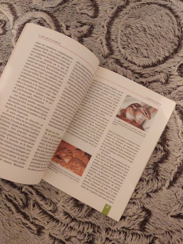 Guía sobre Ardillas