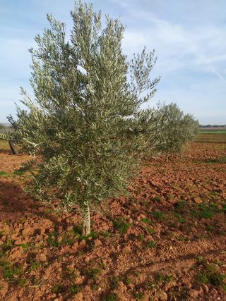 Olivar de secano 