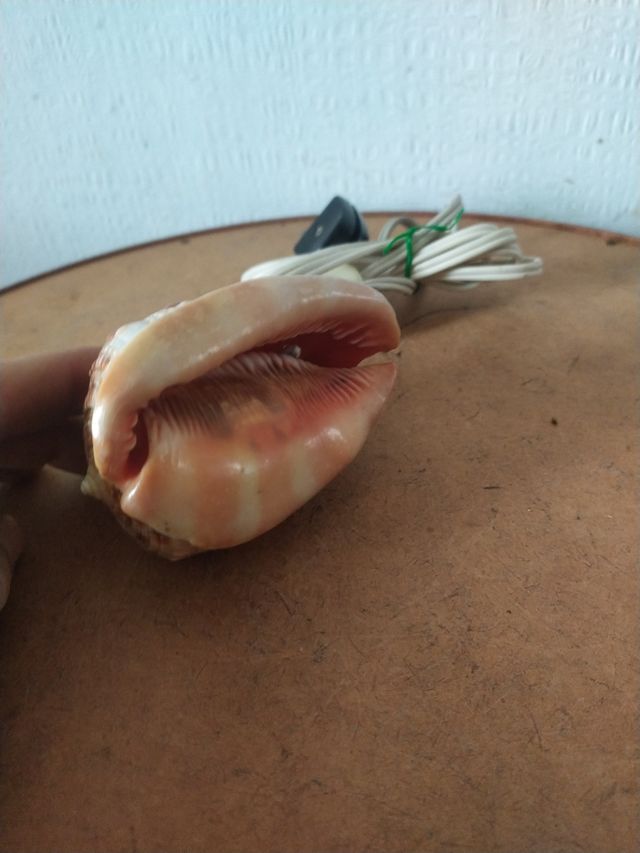 Lampada conchiglia antica