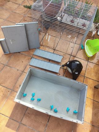 Jaula ratas 