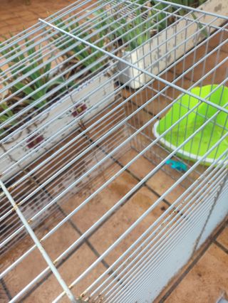 Jaula ratas 